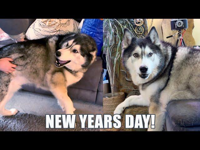 Talking Husky Starts The New Year With Complaints!