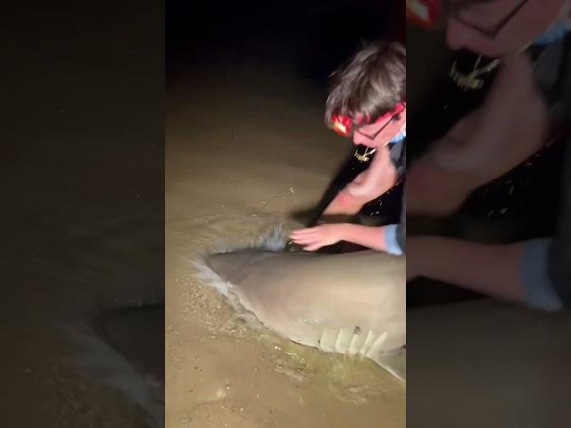 Almost Bit ?!? #sharkfishing #fishing #sharklife #lbsf #giantfish #fish #sharks #sandtiger