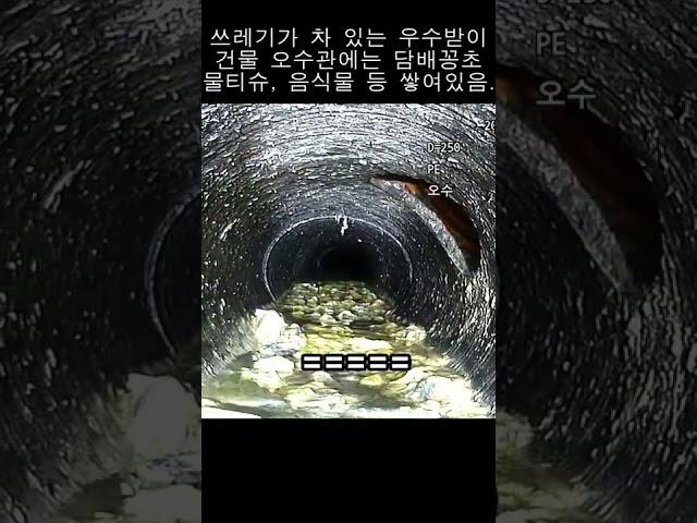 집 구할 때 꼭 봐야 하는 그곳!!#shorts #하수도#바퀴벌레#나방파리#하수구