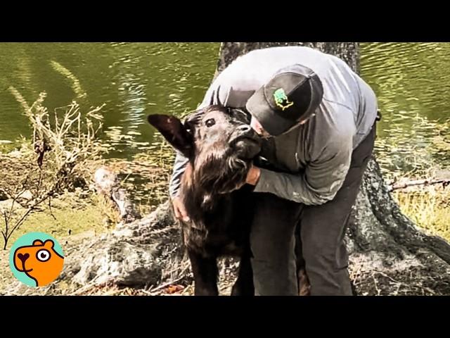 Baby Water Buffalo Greets Man With Kisses | Cuddle Buddies