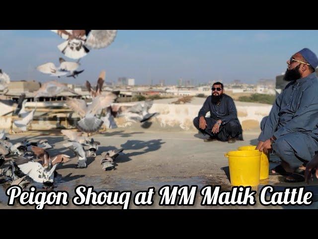 Peigon Souq at MM Malik Cattle Farm