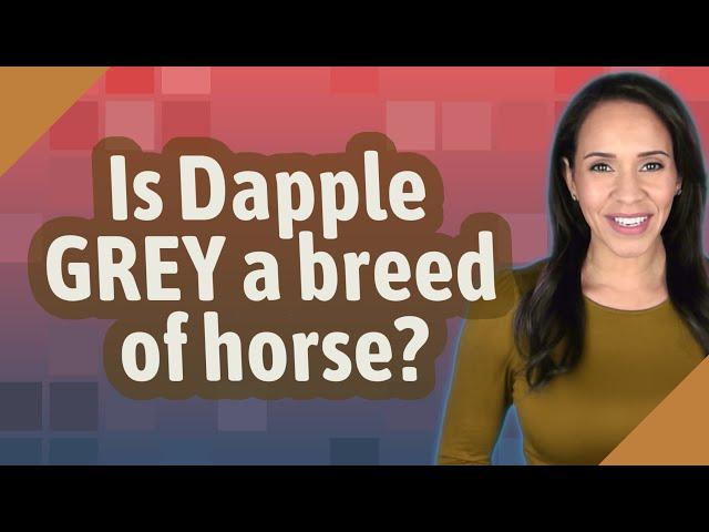 Is Dapple GREY a breed of horse?