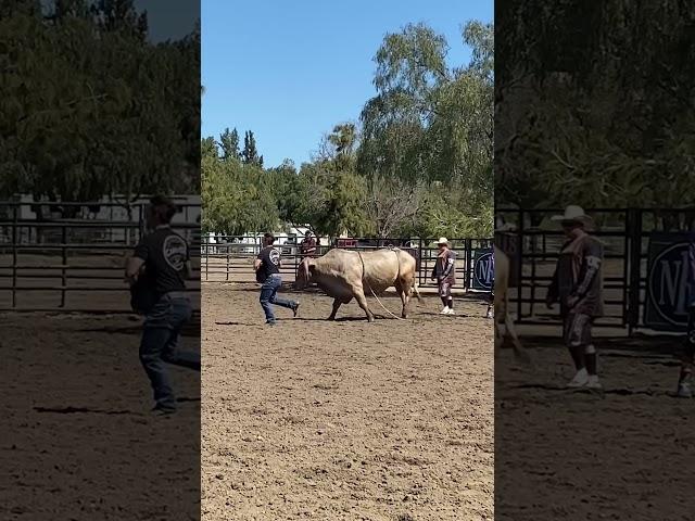 From Beast to gentle giant AKbuckingbull banana boat loves hisjob #bullriding #cattle #buckingbulls