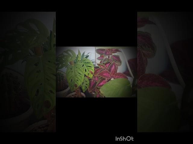 صدای آرامش بخش نوای پرندگان در صبح  اول وقت حس زندگی
