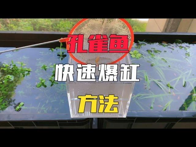 自从这样繁殖孔雀鱼以后，家里的鱼缸根本不够用