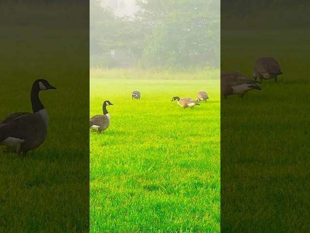 Beautiful Nature!#shorts #morning #nature #beautiful #enjoy #life #amazing #animals #usa #enjoylife