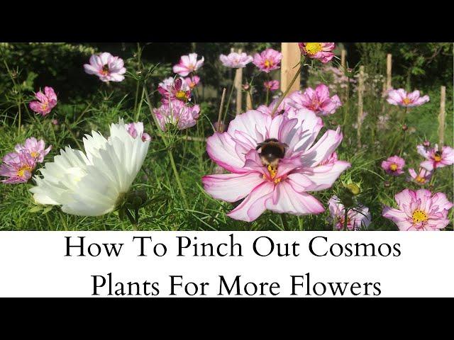 How To Pinch Out Cosmos For More Flowers | Cloudberry Flowers