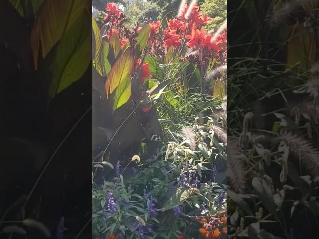 Paj tawg zoo