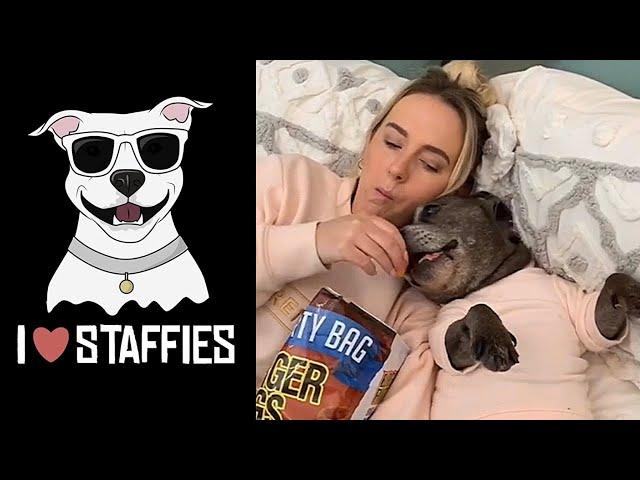 NEW Staffordshire Bull Terrier Video Compilation (CUTE & FUNNY MOMENTS) | STAFFY LOVE 