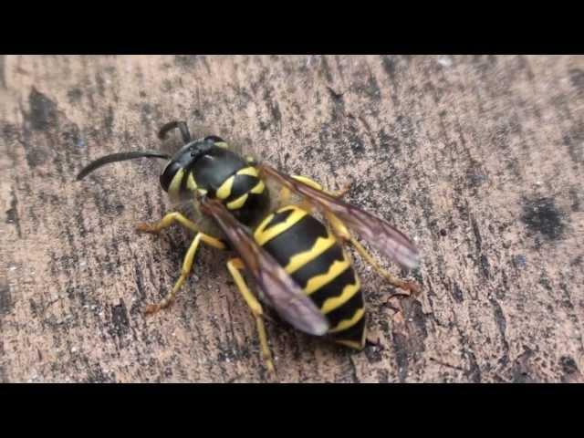 Eastern Yellowjacket (Vespidae: Vespula maculifrons) Close-up