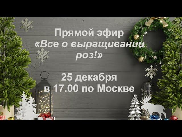 Все о выращивании роз!