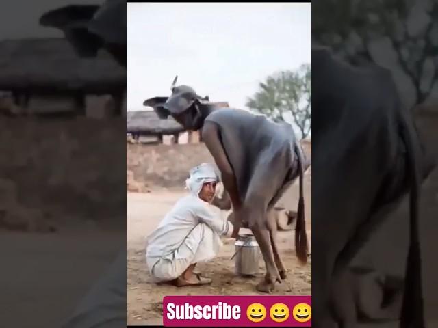 o bhai ye kya hai  #comedy #cow  #shorts