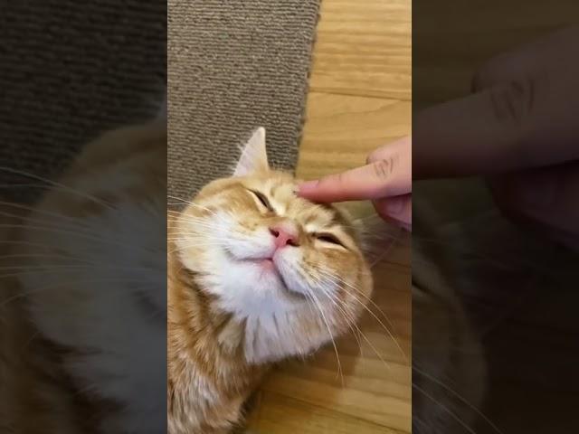 잠 안자는 토리 재우기 #shorts