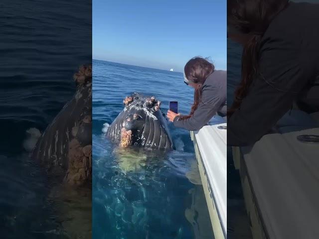 Friendly Humpback Whale says hello! #humpbackwhale #whale #whalewatching