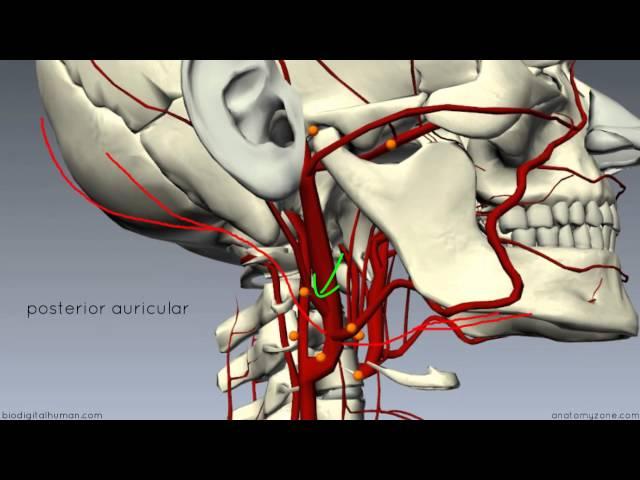 External Carotid Branches - 3D Anatomy Tutorial