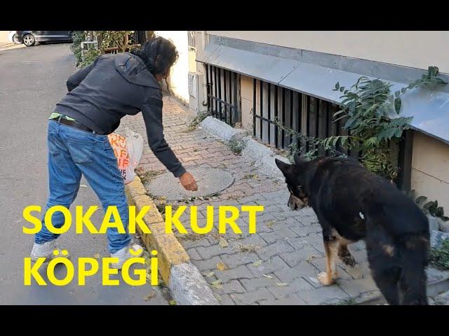 DEV KURT KÖPEĞİ KEDİ MAMASI