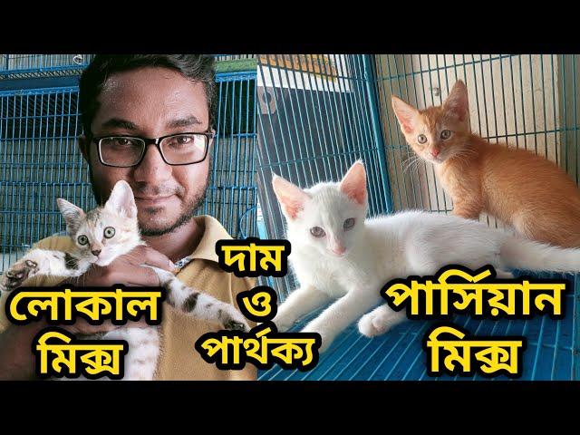 Mixed breed cat price in Bangladesh|Cat price in 2024| Katabon animal market in Bangladesh| #persian