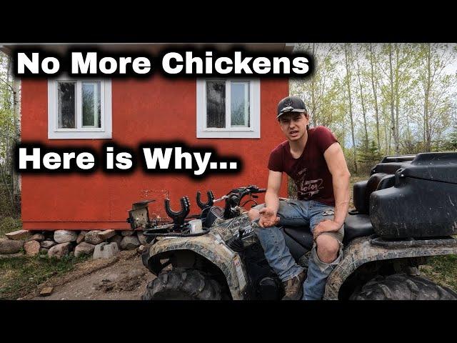 Why I No Longer Have Offgrid Chickens