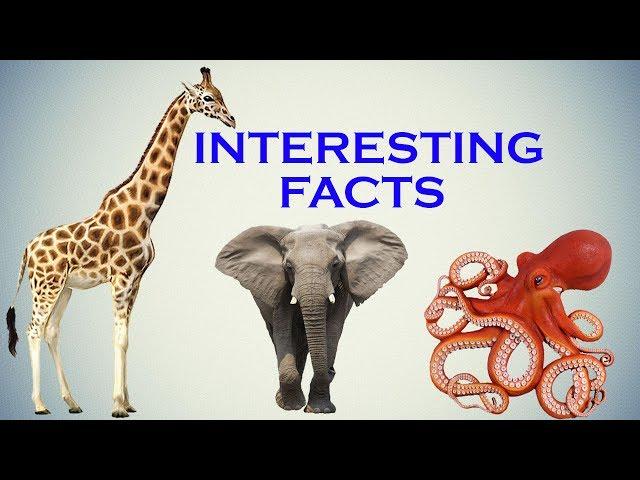 Interesting Facts You Should Know About Animals|Birds|Insects.