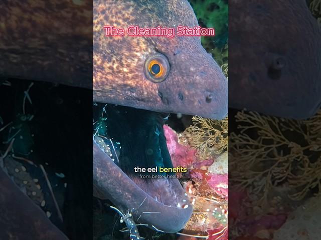 The Cleaning Station #morayeel #cleanershrimp #anilaodiving #anilaodivingandresorts #videoviralシ