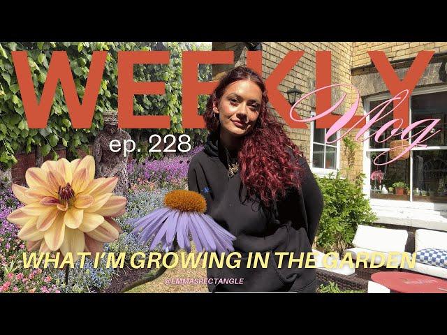 what I'm growing in my garden  my dahlia collection!  (FINALLY a gardening girly!)  weekly vlog 228