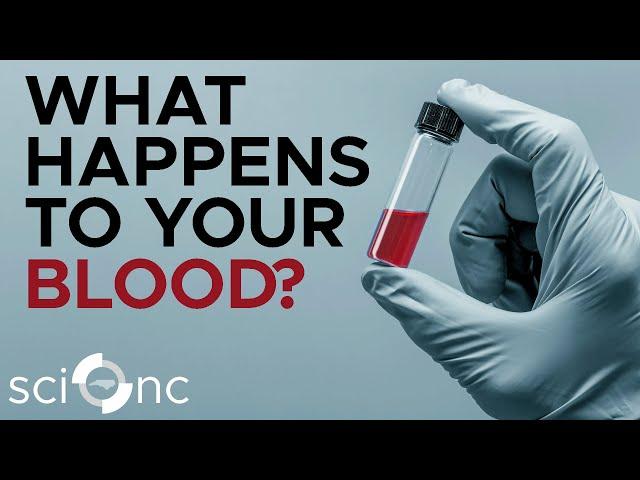 What Happens to Your Blood Test?