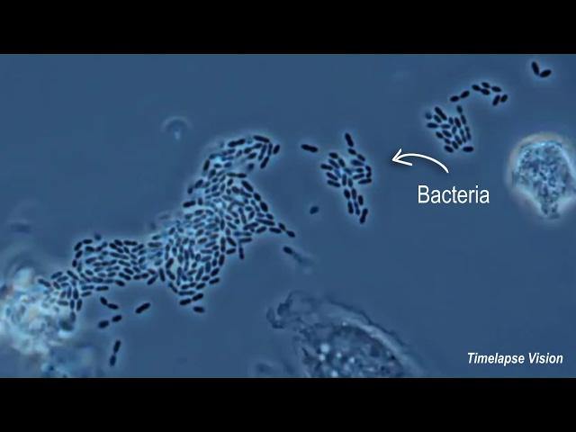 Immune Cells Eating Bacteria (Phagocytosis)