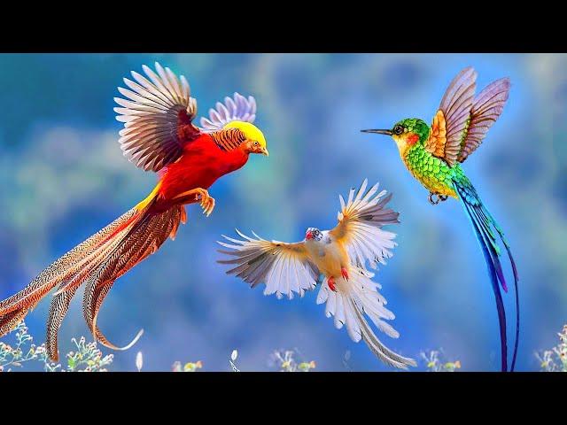 1 hour with birds | 10 Most Beautiful Birds on Planet Earth | Most Stunningly Beautiful Birds video