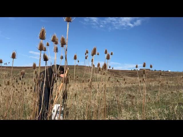 Harvesting And Using Teasel Root