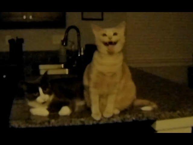 Cats welcome me home late at night