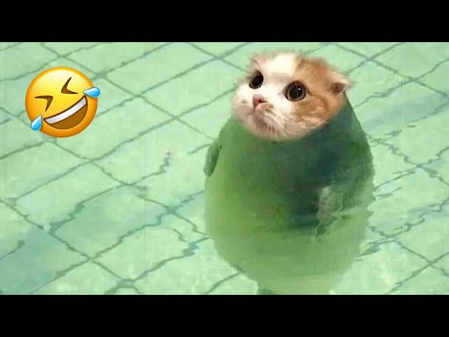 Funniest animals will make you laugh to die  Cute cats and dogs ever 