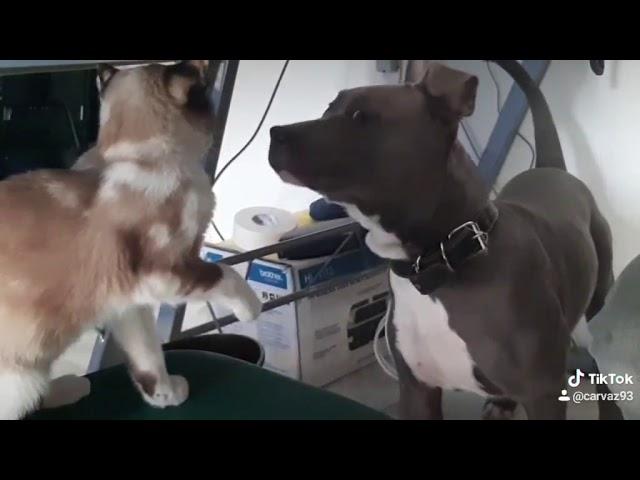 Fallo  el golpe y se burló del gato #epic #carvaz #fails #animal  #perro #gato #amor @carvaz