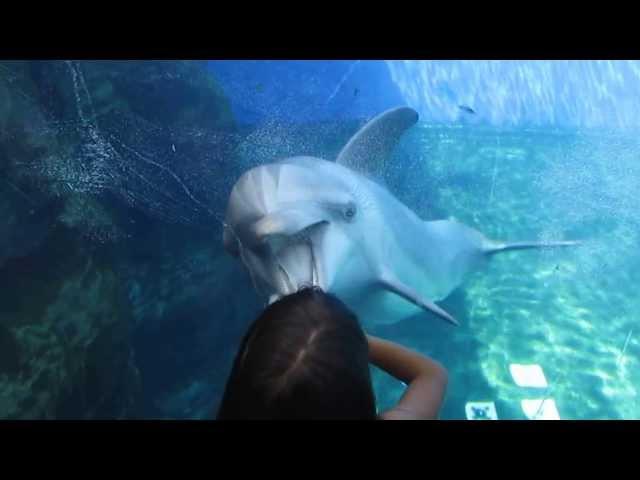 delfino gioca con bambina - acquario di genova