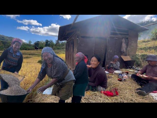 We met again  Harvesting season || Joyful season for farmers #northeastindia #nagaland