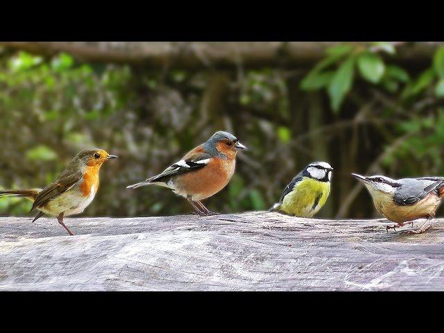 Cat Games : A Video for Cats to Watch Birds