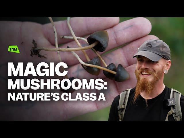 Magic Mushrooms: A guide to the UK picking season