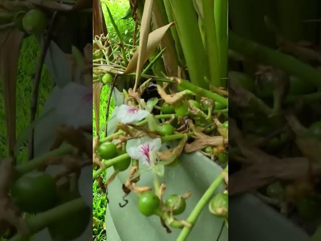 We grew cardamom pods in our garden! 