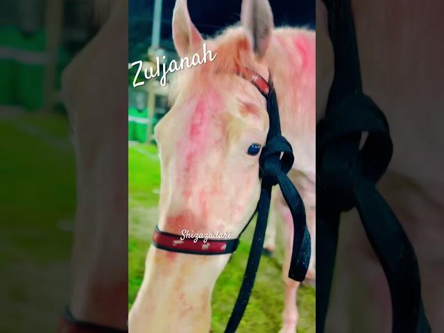 Zuljanah Imam Hussain as | 9 Muharram | Zuljanah Noha | #shorts #zuljanah #zuljana