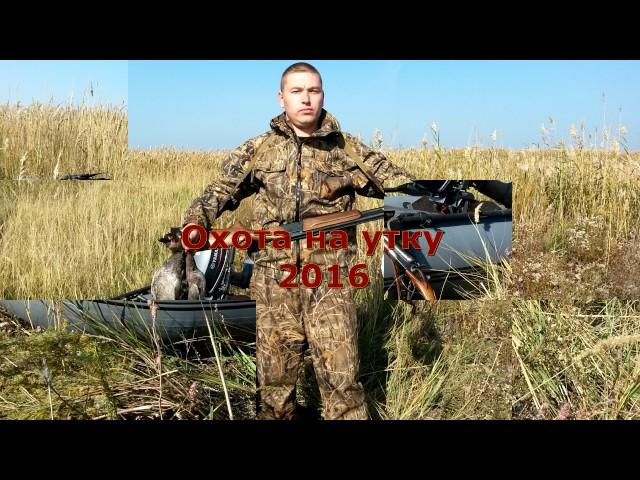 Охота на утку 2016 №1