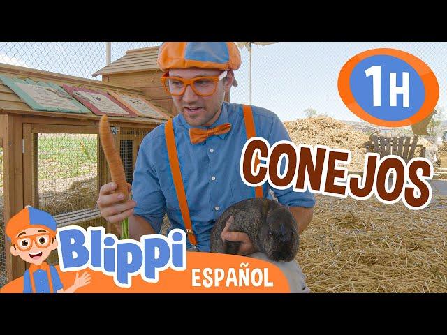 Blippi visita los conejos en la granja| Blippi Español | Videos educativos para niños