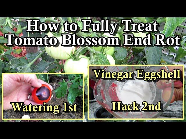 How to Stop Tomato Blossom End Rot (BER) - Eggshells Only work If You Do This:  Vinegar Hack!