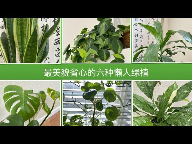 【室内植物】最美貌省心的六种懒人绿植｜ 送种子结果揭晓（又增加10位）