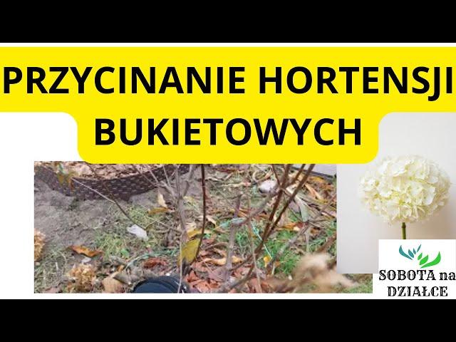 Jak przyciąć hortensje bukietowe?