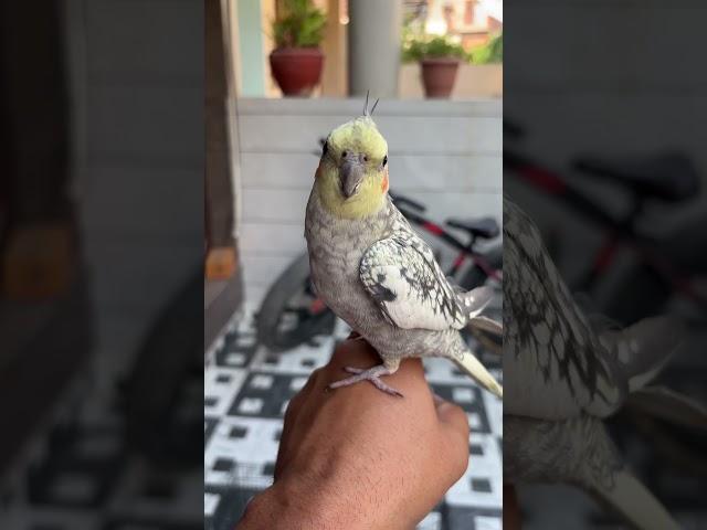 Cockatiel Male Singing  Cockatiel Male Calling