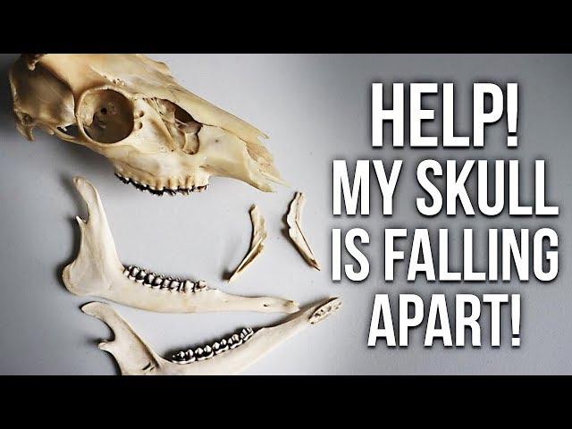 Skull Cleaning - Why is the skull coming apart?