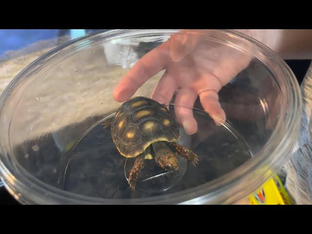 Brand New Red Footed legged leg tortoise baby Turtle with reptile light