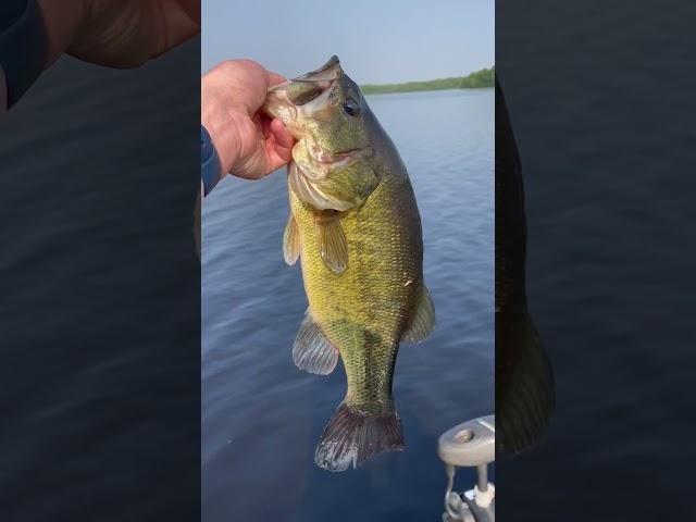 Good Minnesota large mouth bass ##outdoors#nicebass#fishing