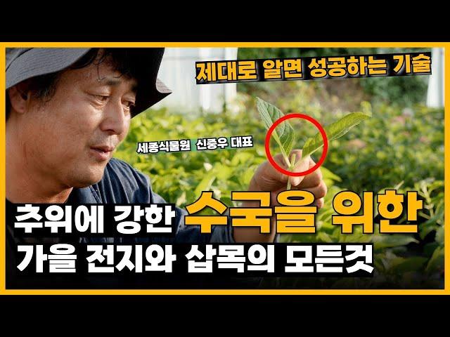 추위에 강한 수국을 위한 가을 전지와 삽목의 모든것! 튼튼한 수국 만드는 방법? 제대로 알면 성공하는 기술 알려드립니다. #수국 #가을수국  / 세종식물원