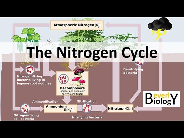 Nitrogen Cycle (updated)