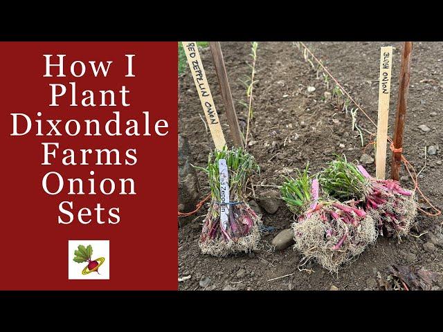 How I Plant Dixondale Farms Onion Sets